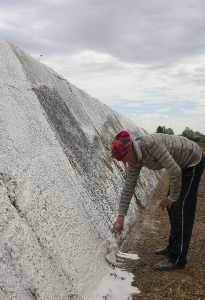 Полевод В. Матащенко на побелке силосной ямы 