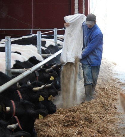 Скотник Г. Рыбалко на раздаче кормов 