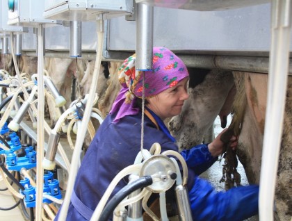 Доярка И. Нехаева за работой