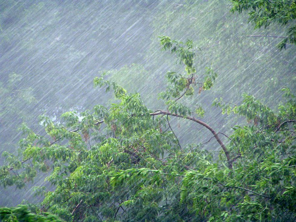 В Бобруйском районе сильный ветер серьезных последствий не принес
