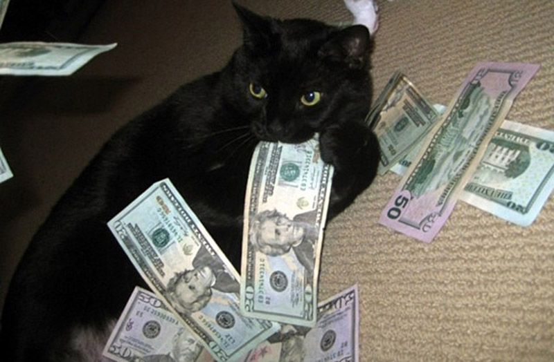 Самые богатые коты в мире