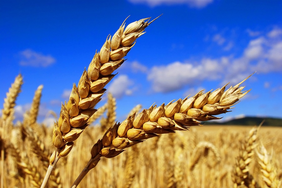 В Беларуси зерновые убраны более чем на 80% площадей
