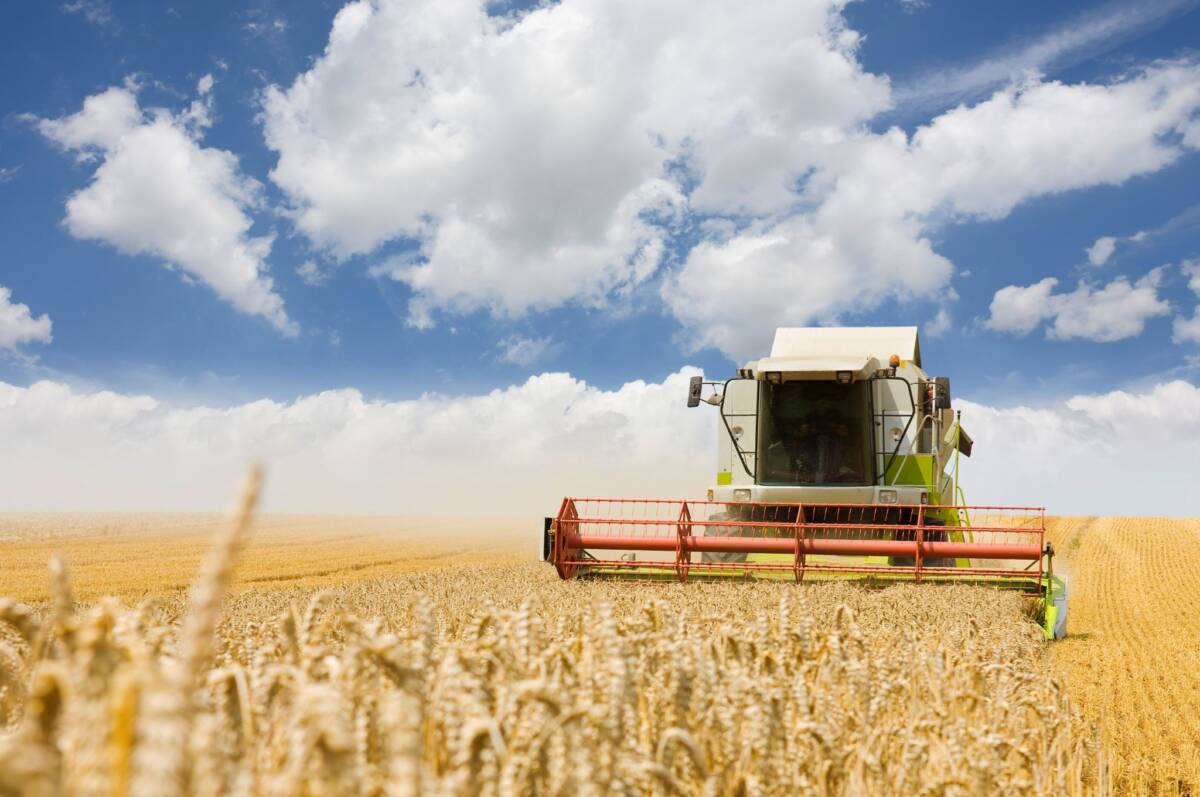 Более 5 млн тонн зерна намолочено в Беларуси