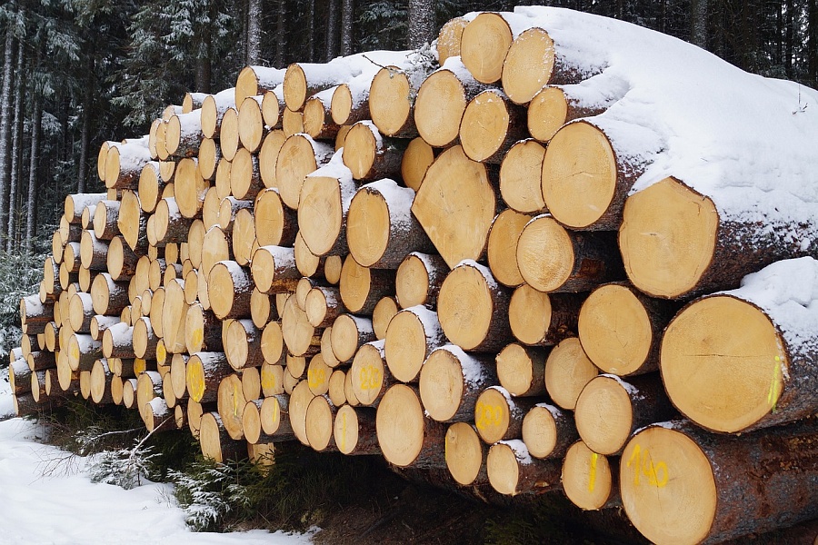 В Беларуси утверждено Положение о порядке и требованиях к обмеру, маркировке, учету заготовленной древесины