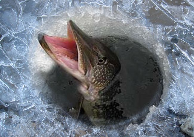 Замор рыбы зимой: особенности, возможные причины и способы предотвращения