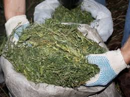 В Микуличах нашли мешок с марихуаной