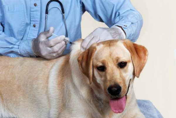 Вакцинация домашних животных — лучший способ избежать бешенства