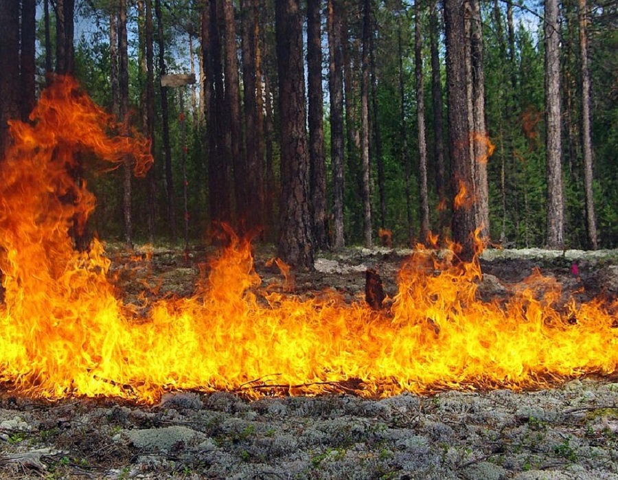 Лесные пожары: исключить человеческий фактор