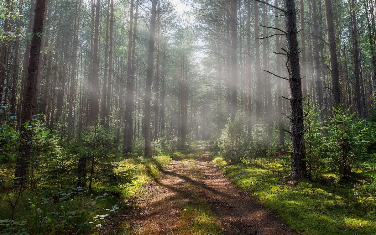 В Бобруйском районе снят запрет на посещение леса