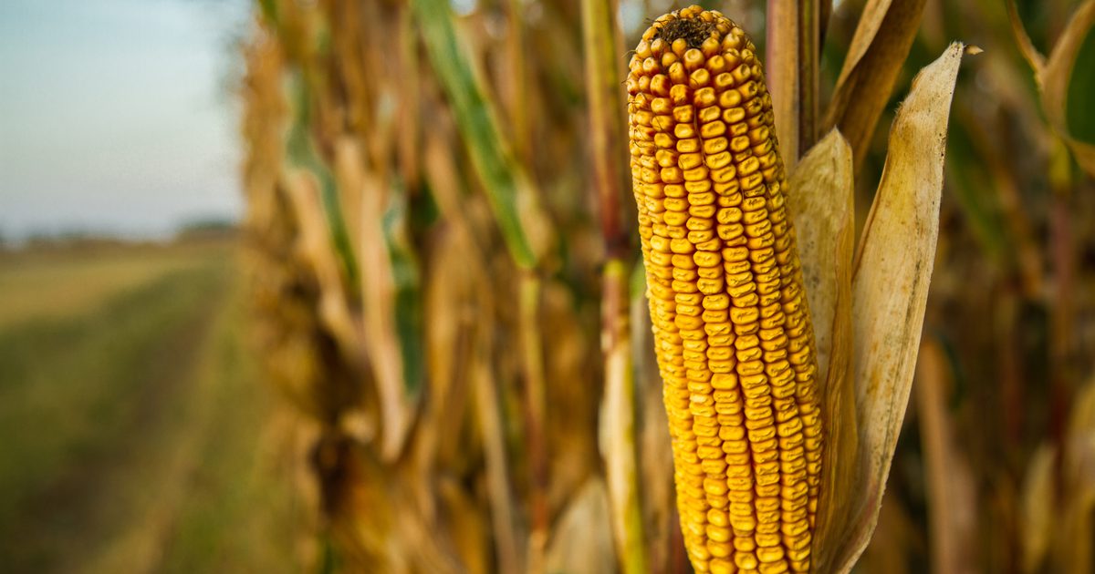 Милиция предупреждает: за кражу кукурузы с колхозного поля грозят арест и крупный штраф