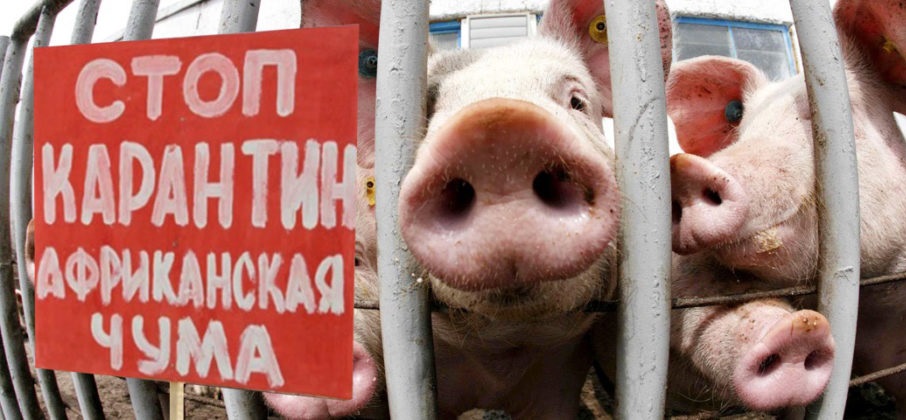 Африканская чума свиней: вопросы и ответы