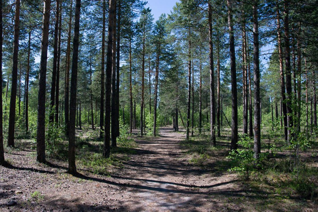 В лесу возле Гороховки Бобруйского района пропал мужчина