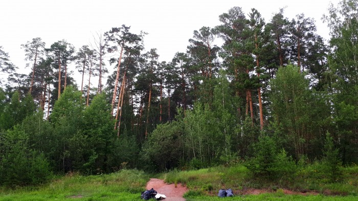 Все на уборку леса! В субботу в Бобруйском районе проводится акция «Чистый лес»