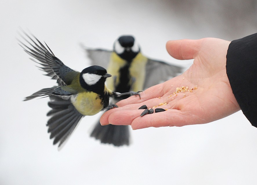 О кормлении птиц зимой