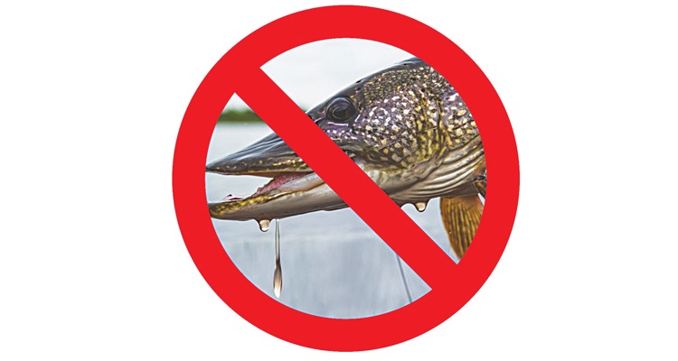 Запрет на щуку в ростовской. Лов рыбы запрещен табличка. Рыбная ловля запрещена табличка. Щука запрет. Запрет на ловлю щуки фото.
