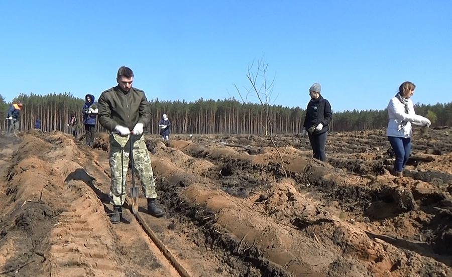 Республиканская акция «Неделя леса» стартовала в Бобруйском районе: наш фоторепортаж + видео