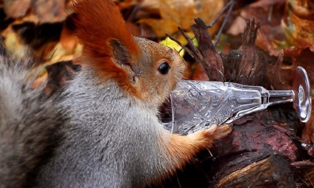 Когда приходит «белочка»
