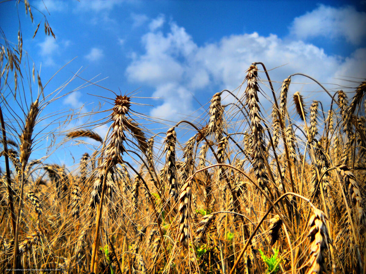 Зерновые в Беларуси убраны почти с 40% площадей