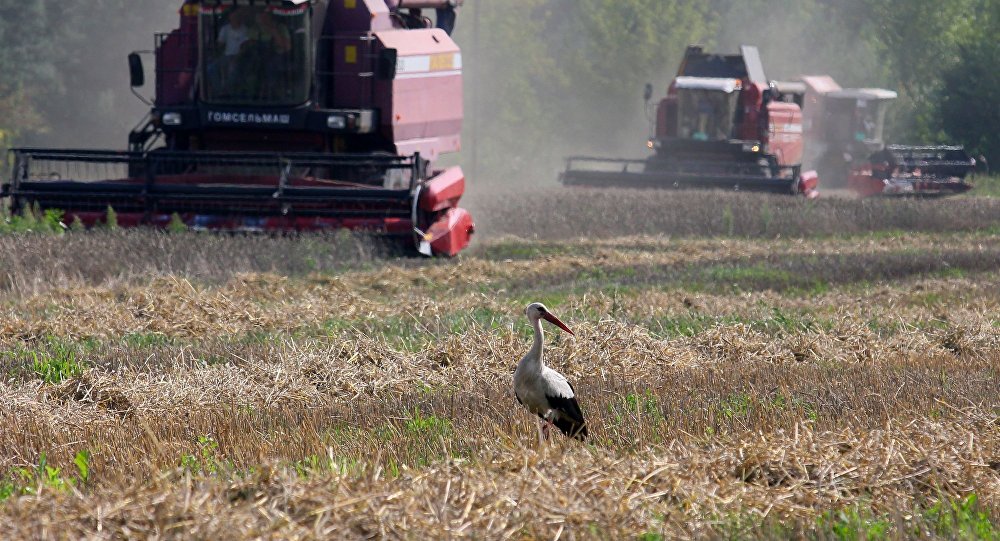 Бобруйский район рассчитывает завершить уборку зерновых  в течение нескольких погожих дней