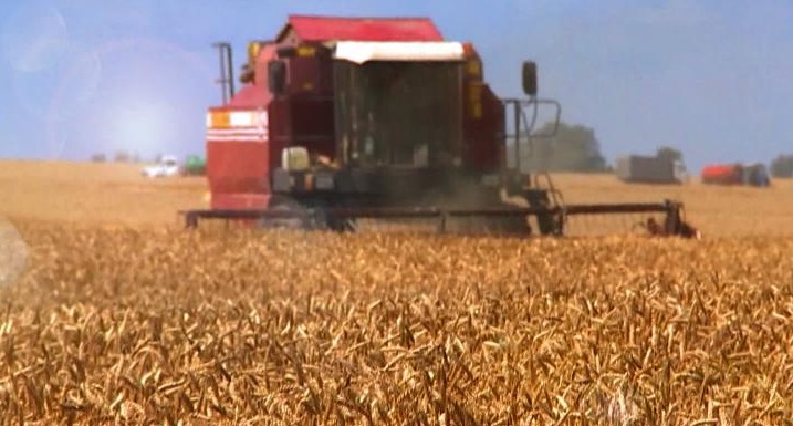 В Беларуси осталось убрать 2,5% площадей зерновых