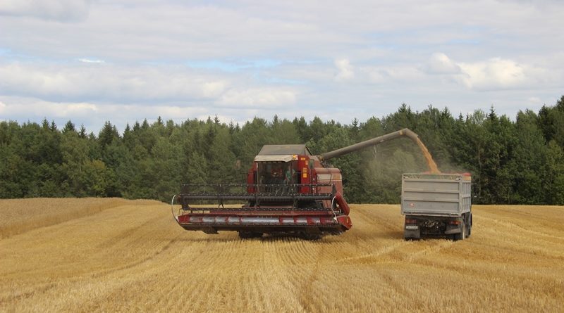В Беларуси осталось убрать менее 9% площадей зерновых