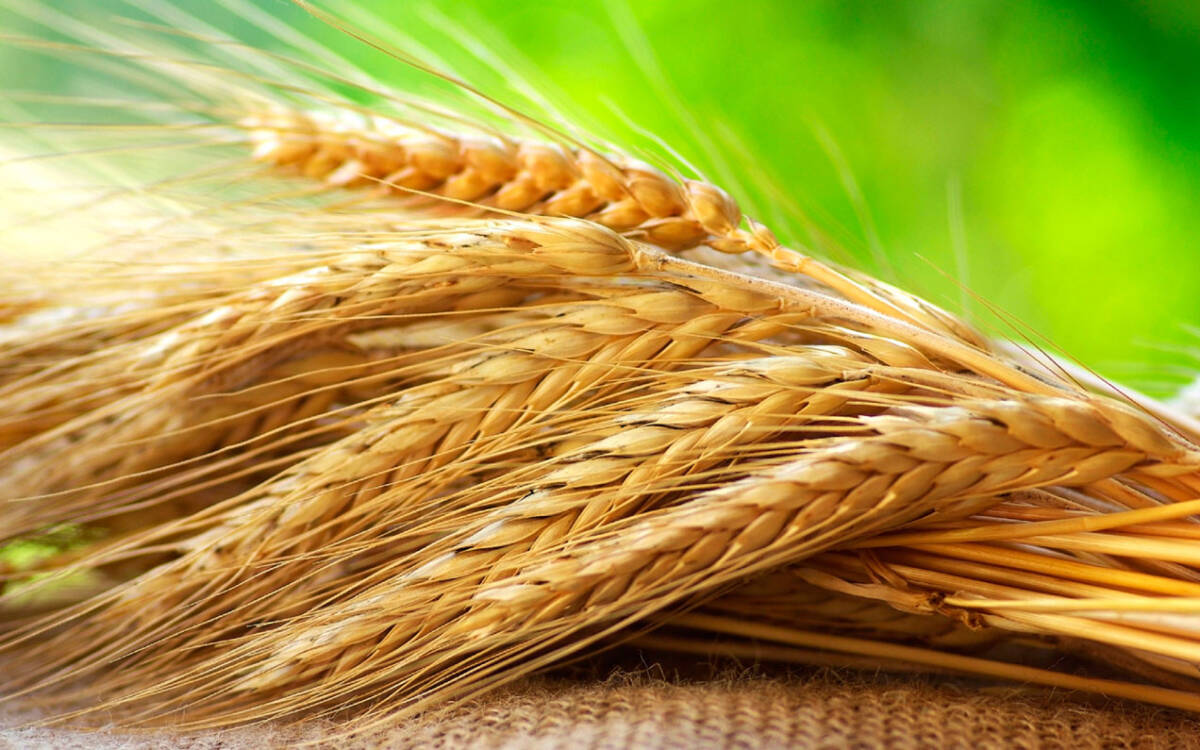 Зерновые убраны в Беларуси более чем с 50% площадей