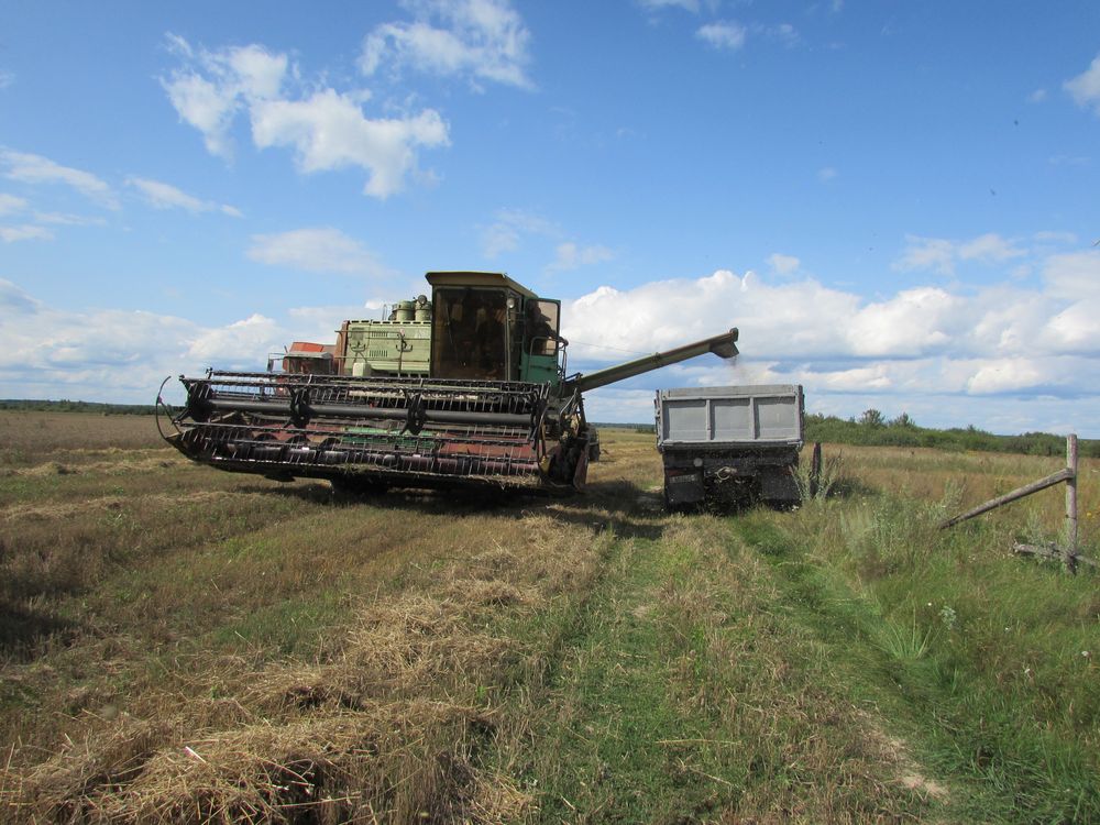 В Беларуси планируется собрать около 8,5 млн т зерна – Минсельхозпрод