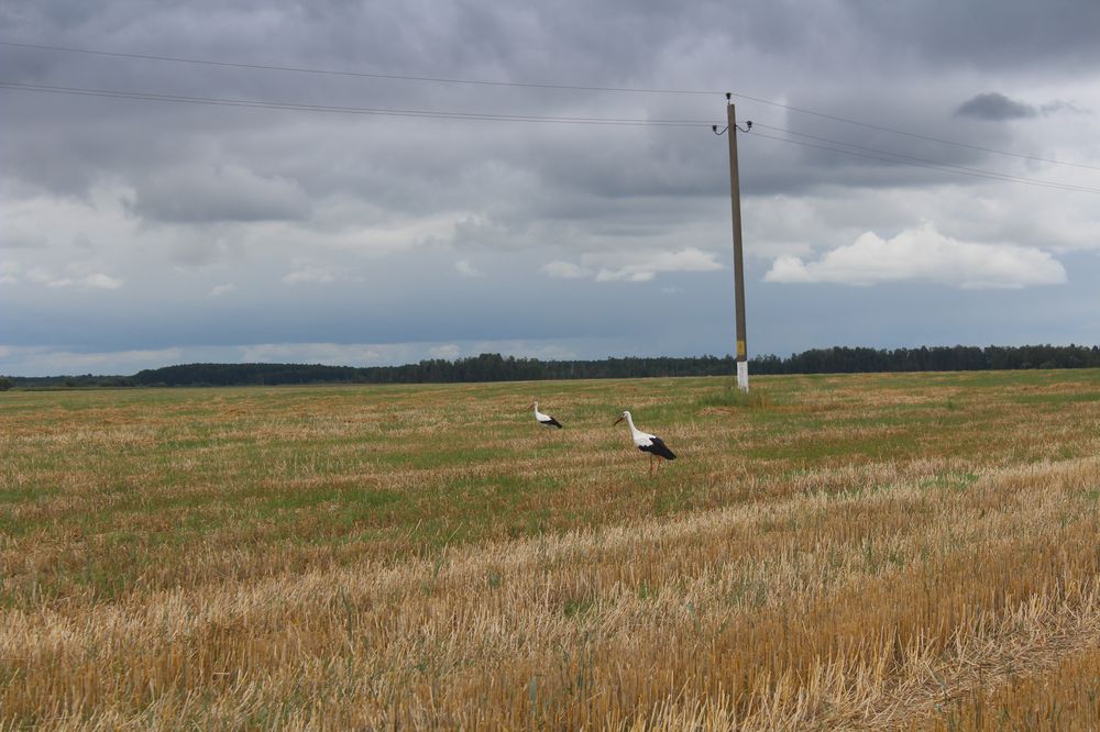 В Беларуси осталось убрать четверть площадей зерновых
