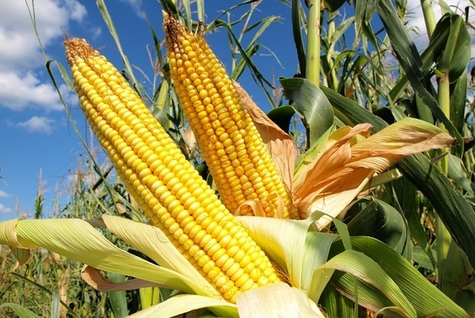 Погода в начале сентября будет способствовать созреванию кукурузы
