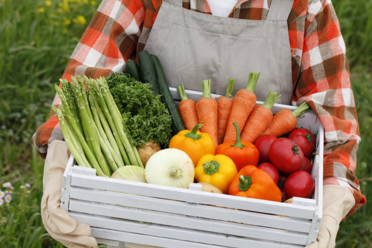 Цена фермерских овощей. Сбор овощей. Урожай овощей. Овощи и фрукты с огорода. Сбор урожая.