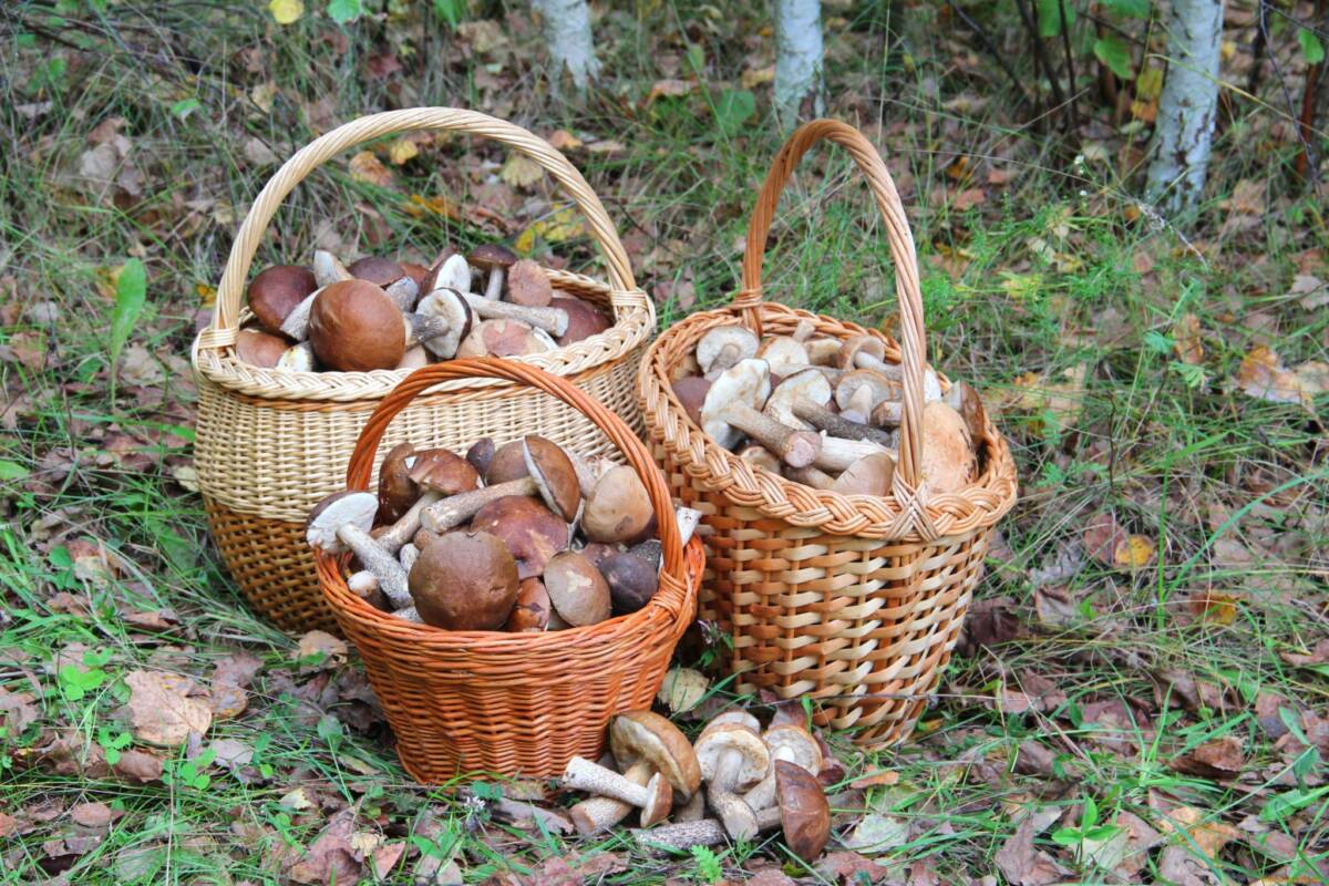 8 случаев отравления грибами зарегистрировано в Могилевской области