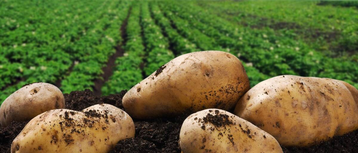 Урожайность картофеля в Беларуси выше прошлогодней на 43 ц/га