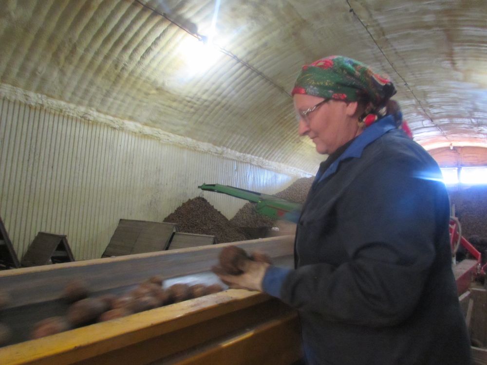 В Беларуси осталось убрать 4,3% площадей картофеля и 27,5% овощей