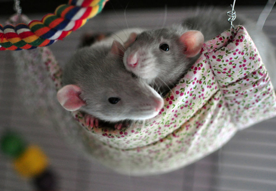 Интересные факты о крысах - tribunapracy.by