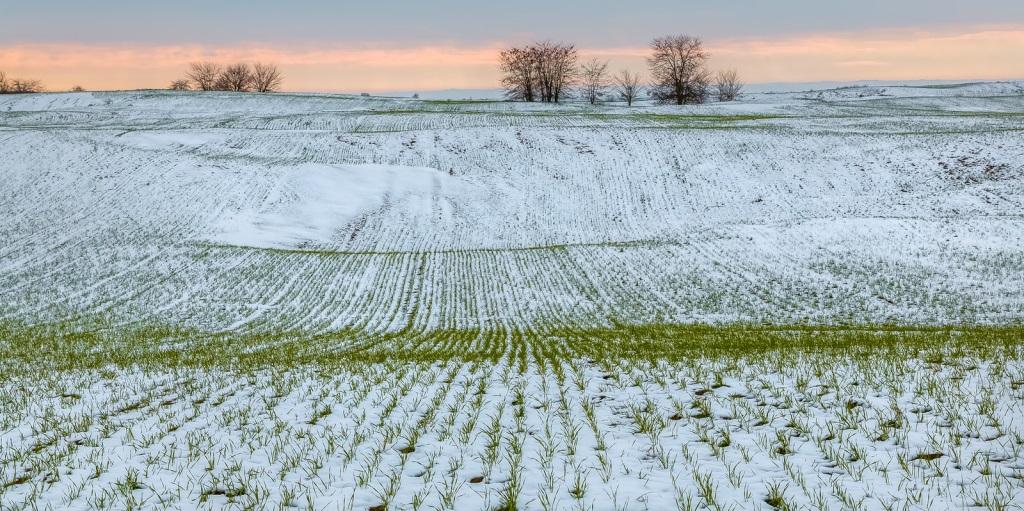 Как переносят озимые теплую зиму – Минсельхозпрод о будущем урожае