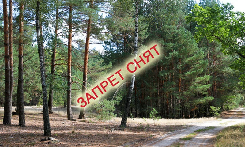 В районе снят запрет на посещение лесов