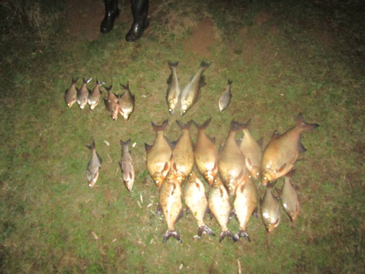 Задержанному на Бобруйщине браконьеру за 22 рыбы придется заплатить почти 5 тысяч рублей