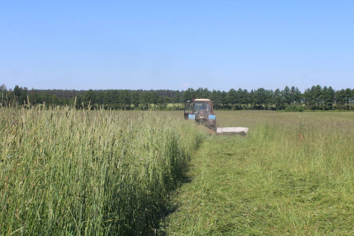 У БААТ “Аграмашсервіс” нарыхтоўваюць травяны корм