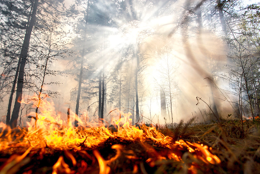 Лесные пожары – дело рук человека