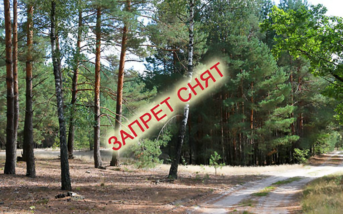 Теперь можно: в Бобруйском районе снят запрет на посещение леса