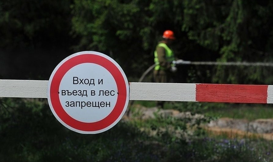 В Бобруйском районе введен запрет на посещение лесов
