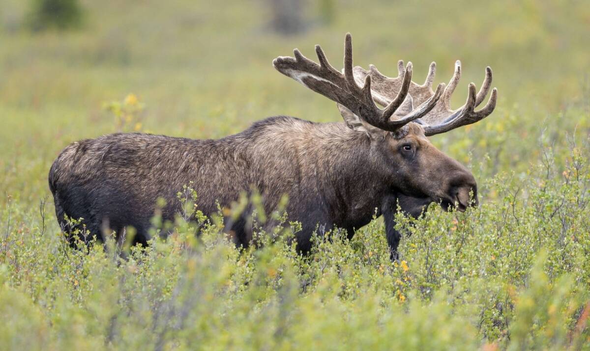 Охотнику на заметку: открыт сезон охоты на лося и оленя благородного