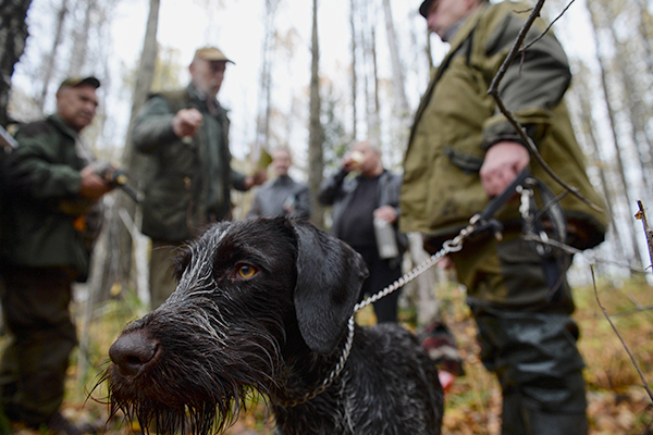 С 1 октября в Беларуси стартует сезон загонной охоты на копытных