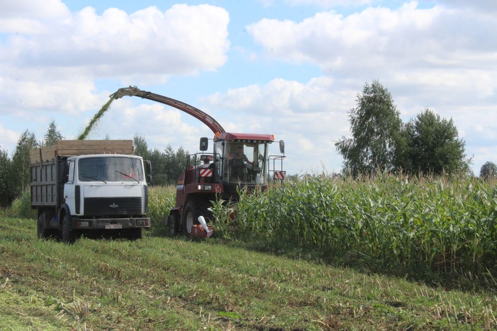 У ААТ “Неўскі-Агра” ўбіраюць кукурузу