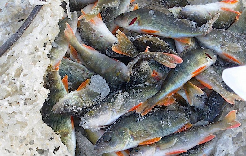 Причины массового замора рыбы