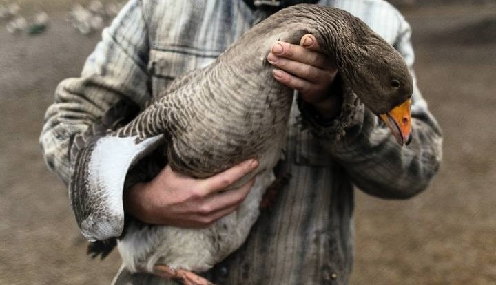 Кролики, гусыня и велосипед