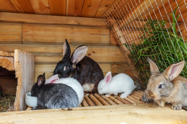 Съеденные кролики, бесплатная стрижка и жертвы воды — обзор происшествий за неделю
