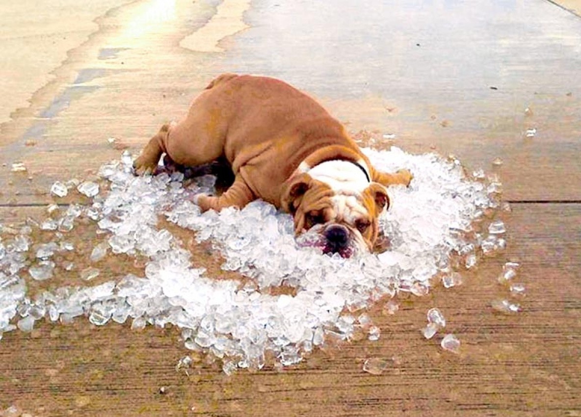 10 важных правил поведения в жару