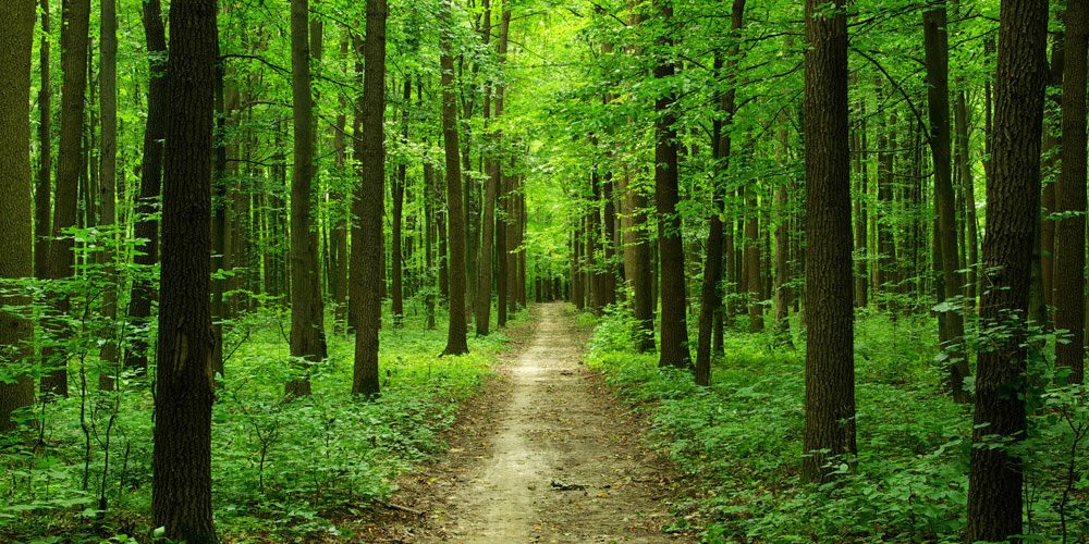 Снят запрет на посещение лесов в Могилевской области