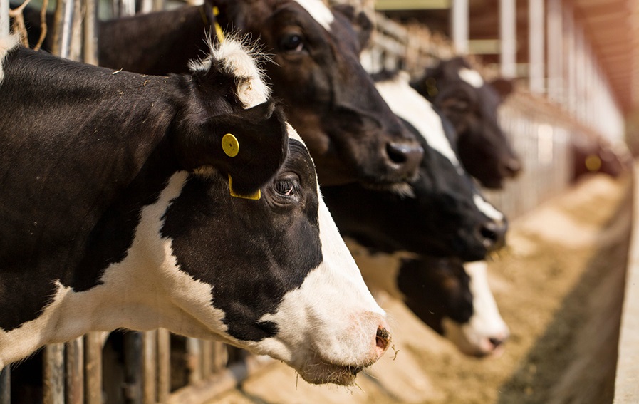 Бесхозяйственность — основная причина падежа скота